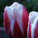 Spring Rain and Tulips #2