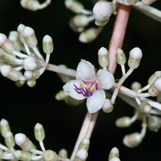 Chandelier Plant / Medinilla sp.
