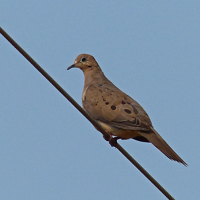 Mourning Dove / Zenaida macroura