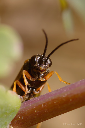 Aquilegia Sawfly  (Pristophora aquilegiae)