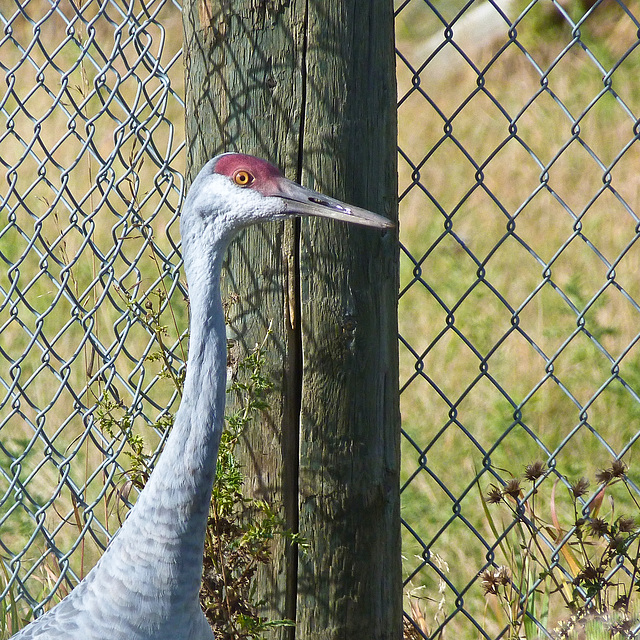 Sandhill Crane