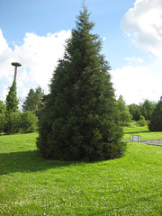 Mammutbaum in Oberoderwitz