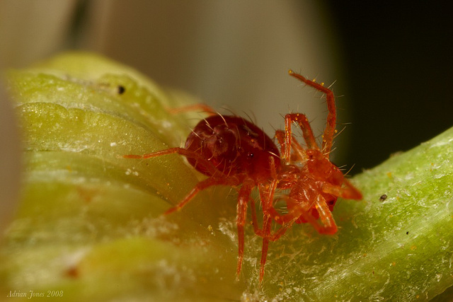 Mites fighting