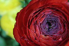 Red Ranunculus