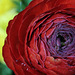 Red Ranunculus