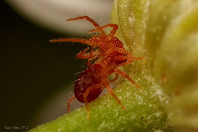 mites fighting