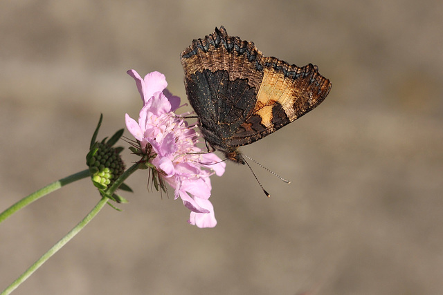 Small Tortoiseshell (Aglais urticae) butterfly