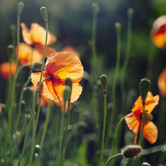 Poppies