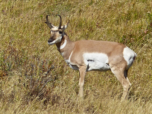 Pronghorn