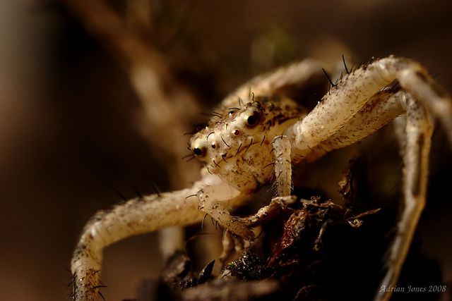 crab spider