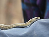 Wandering Garter Snake