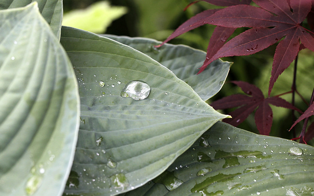 Regard d'hosta