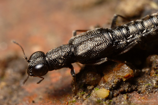 Rove Beetle