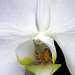 White Phalaenopsis