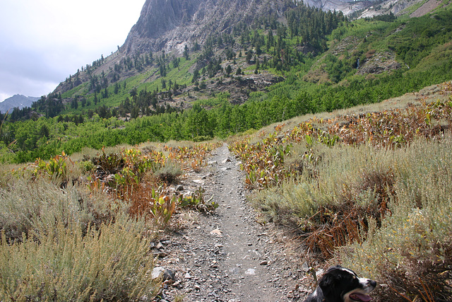 McGee Creek, Sierra Nevada, California, USA