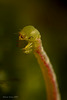 geometrid moth caterpillar