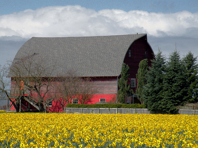 Skagit Valley Daffodils