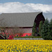 Skagit Valley Daffodils