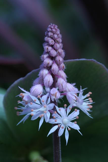 Spring Flowers