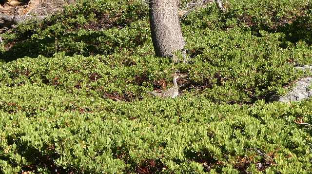 Sage Grouse