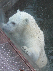 Wilbär hat Geburtstag (Wilhelma)