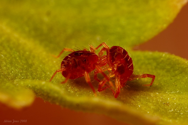 mites fighting