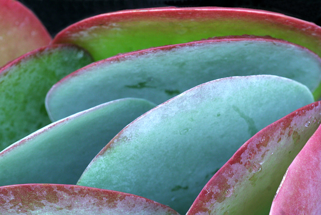 Kalanchoe thyrsiflora