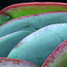 Kalanchoe thyrsiflora