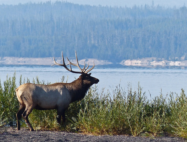 Handsome Elk stag