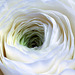 White Ranunculus