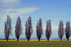 Skagit Valley Daffodils