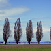 Skagit Valley Daffodils