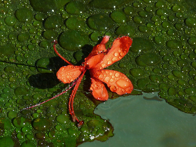 Treasures on a lily pad