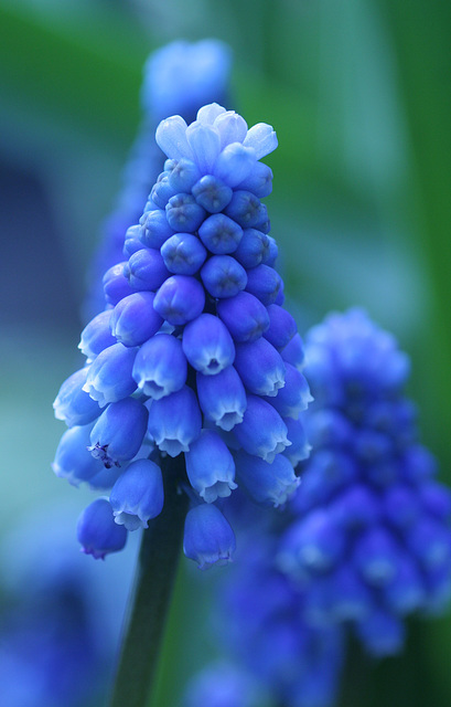 Grape Hyacinths