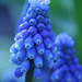 Grape Hyacinths