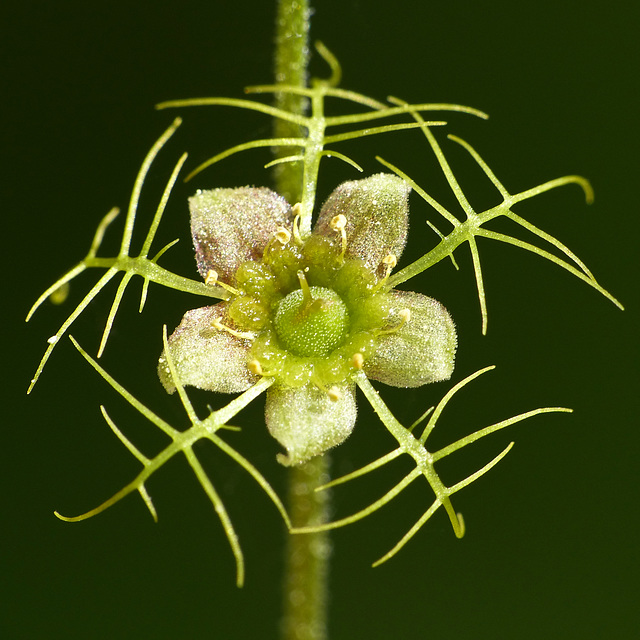 Tiny and exquisite