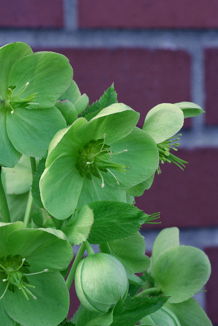 Helleborus against a Brick Wall