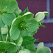 Helleborus against a Brick Wall