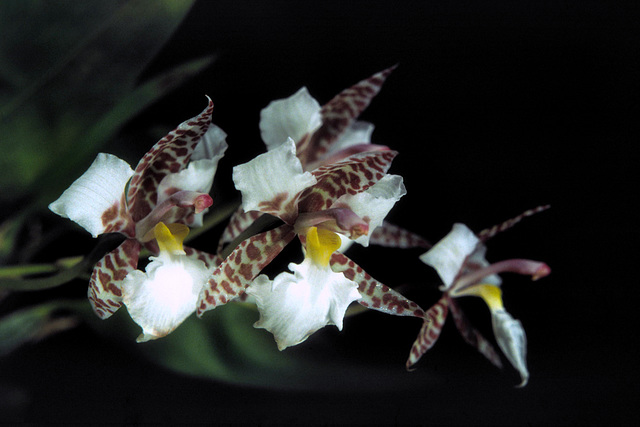 Rhynchostele rossii