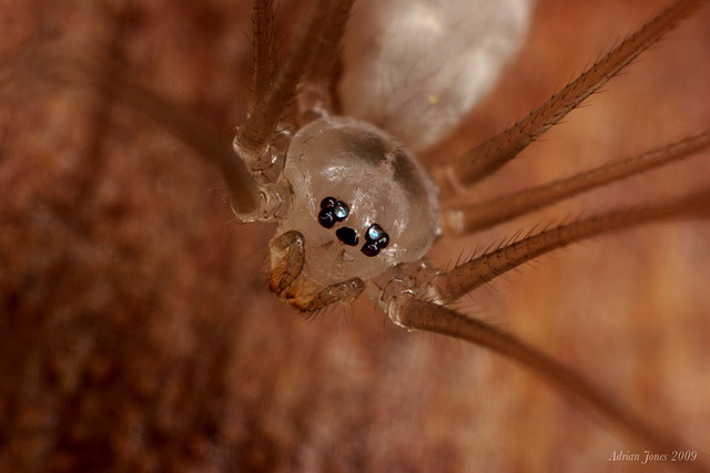 Pholcus phalangioides