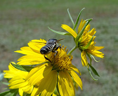Bee on Sunflowers Black & White striped(leafcutter) bee(Megachile policaris) Do my stripes look big in this!