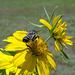 Bee on Sunflowers Black & White striped(leafcutter) bee(Megachile policaris) Do my stripes look big in this!
