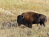 Bison, Yellowstone National Park