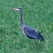 Blue Heron