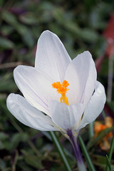 Crocus