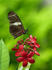 Sara / Heliconius sara