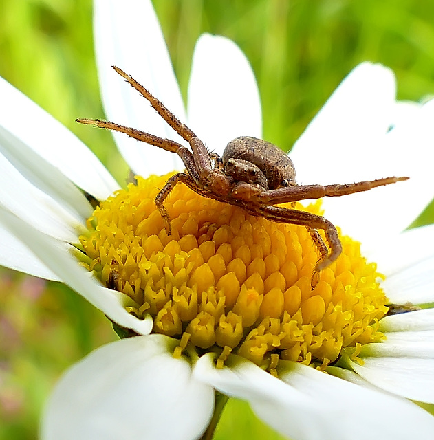 Crabspider