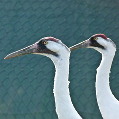 Very rare Whooping Cranes