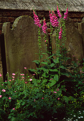 Old Gravestones and Flowers #2