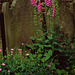 Old Gravestones and Flowers #2